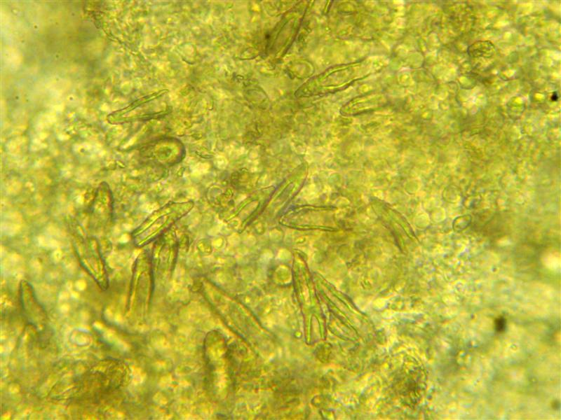Crosta da determinare (Peniophora incarnata)
